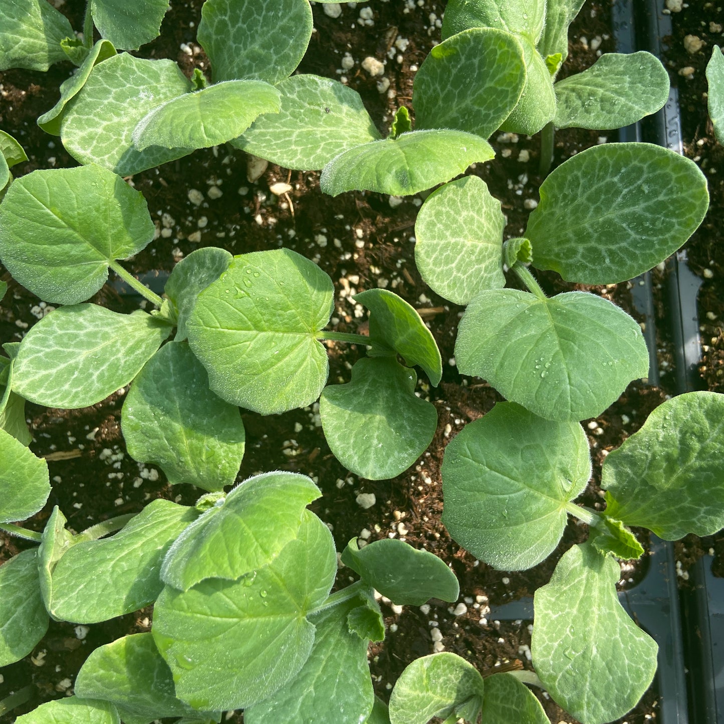 Wildland Gardens Winter Squash
