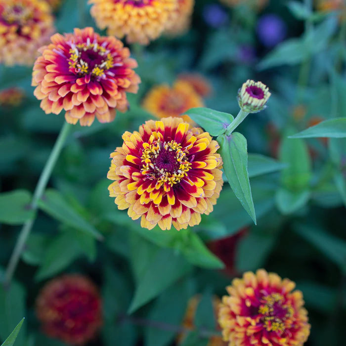 Macaronia Zinnia