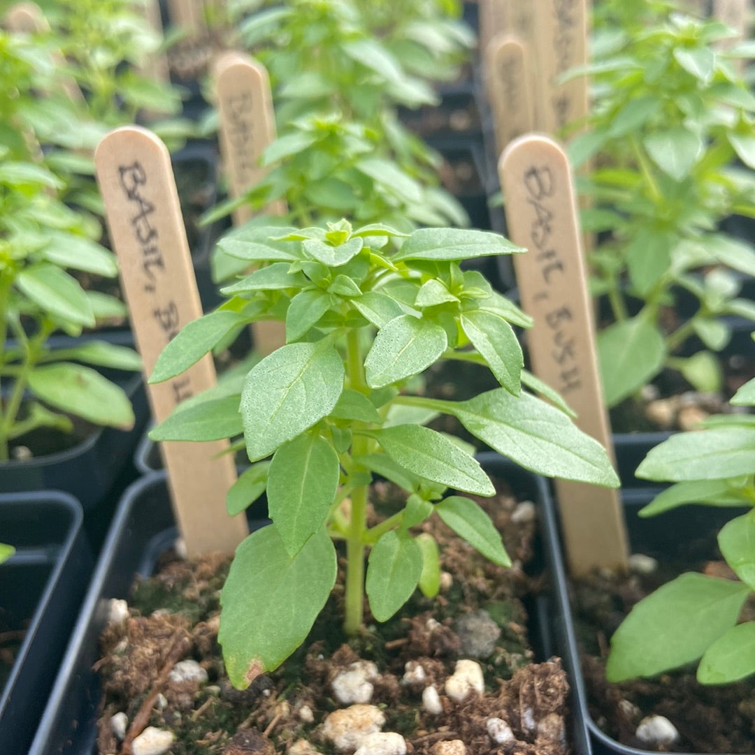 Bush Basil