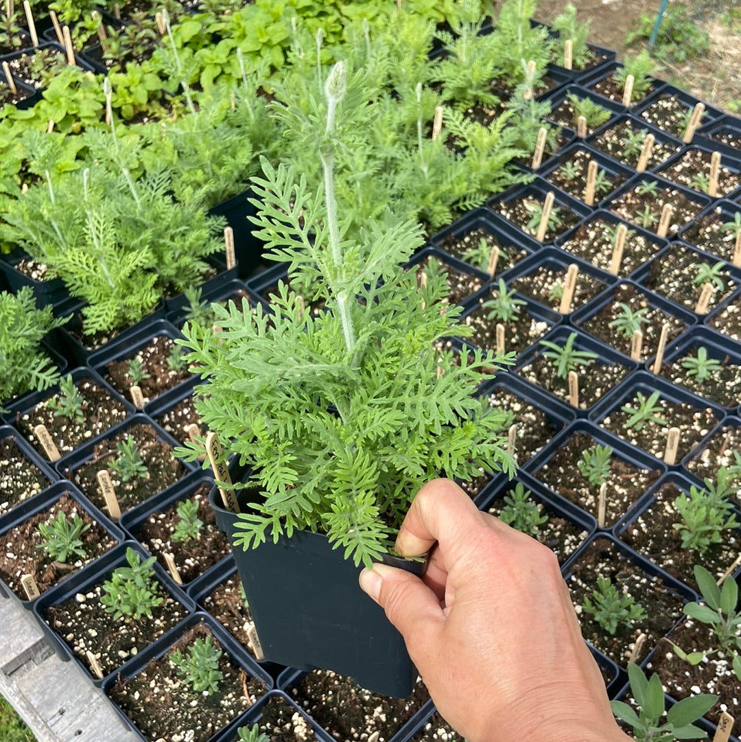 Fernleaf Lavender