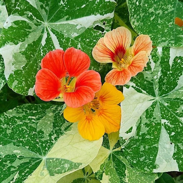 Alaska Nasturtium