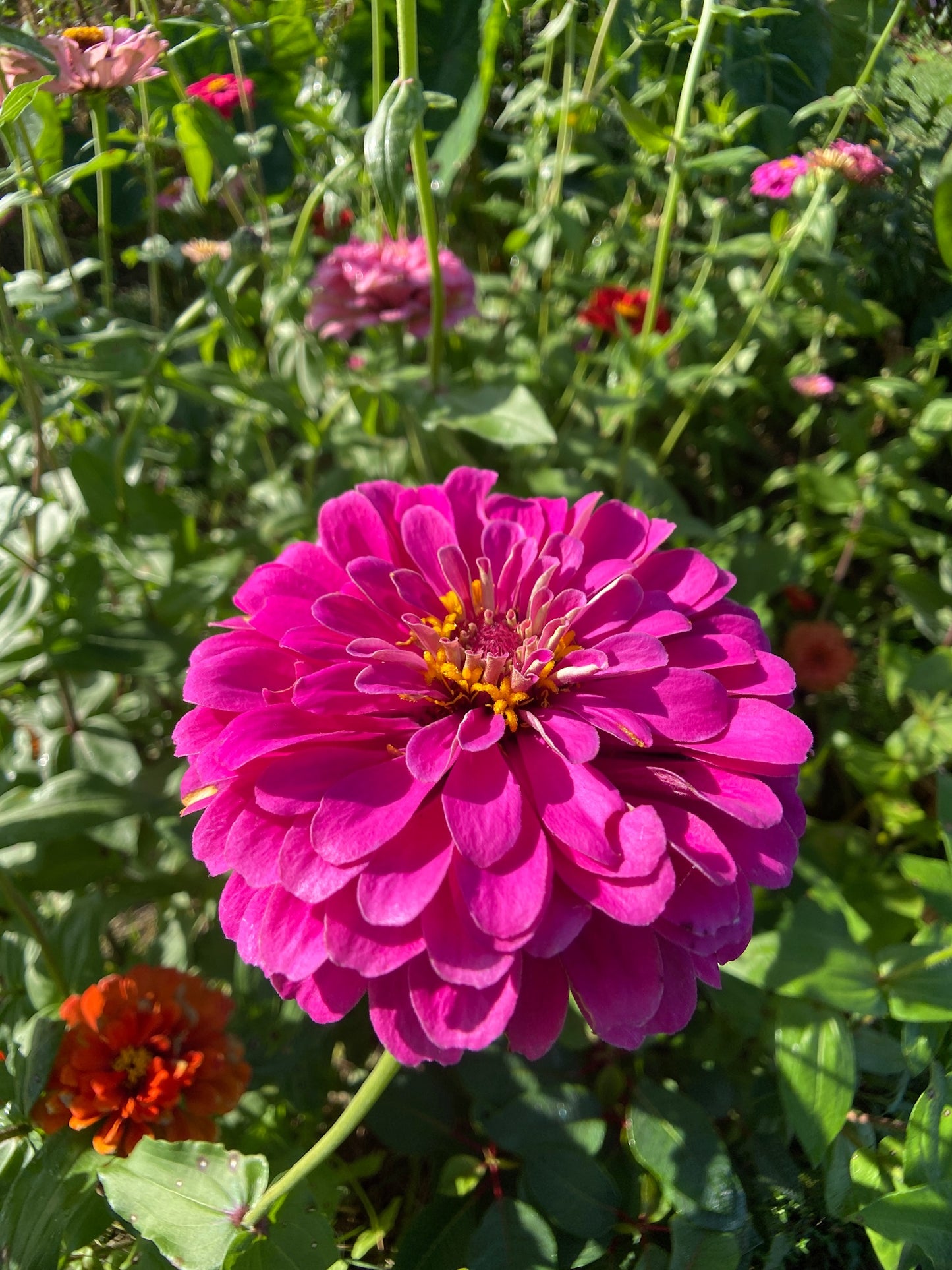 California Giant Mix Zinnia