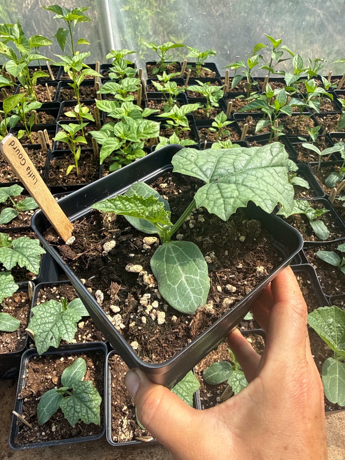 Luffa Gourd