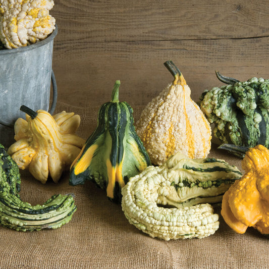 Gremlin Gourds