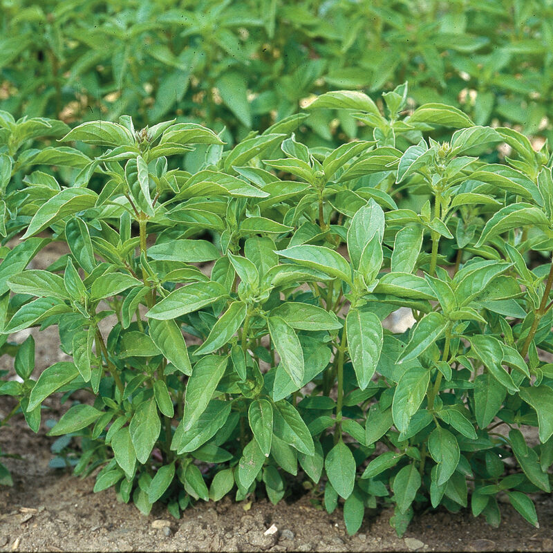 Lime Basil