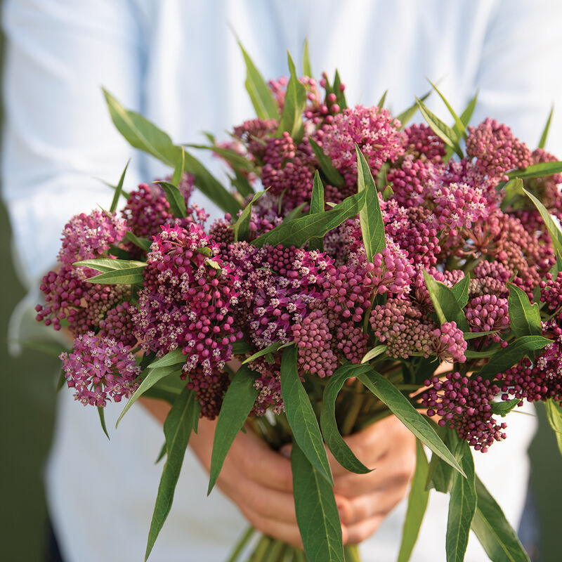 Milkweed