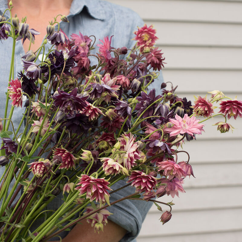 Columbine