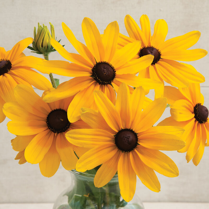 Blackeyed Susan