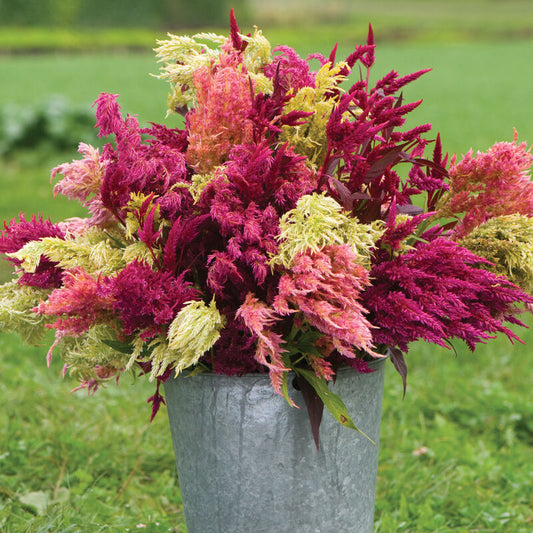 Pampas Celosia