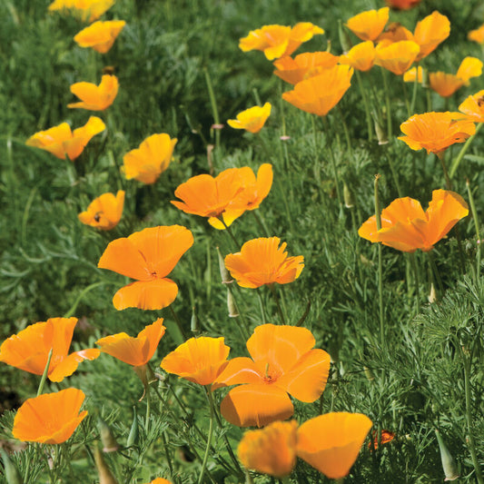 California Poppy