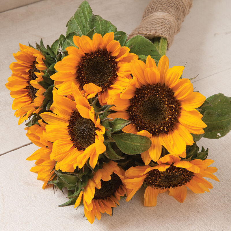 Sonja Sunflower