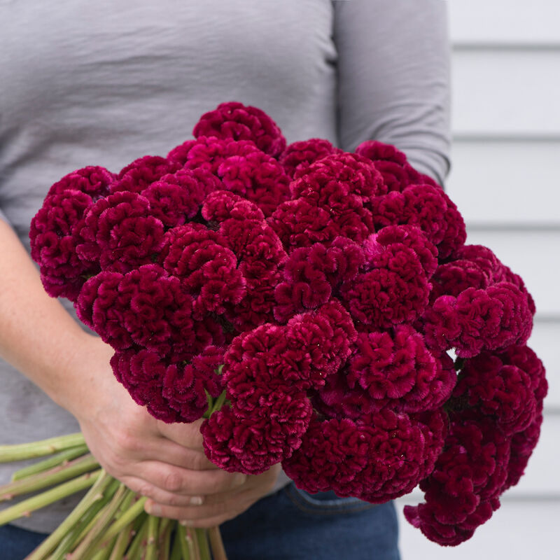 Burgundy Celosia