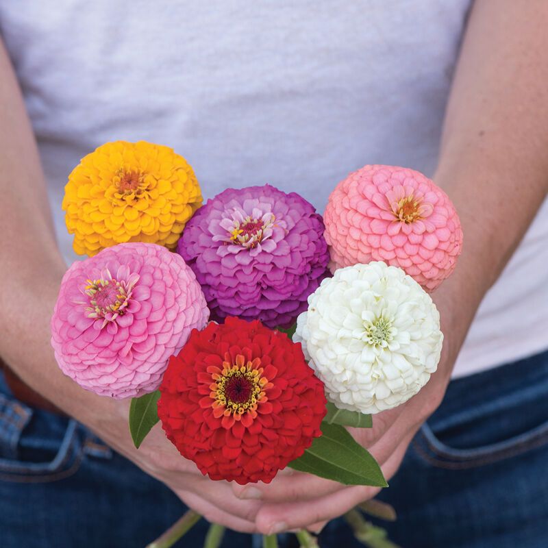 Oklahoma Mix Zinnia