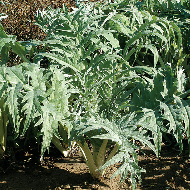 Cardoon