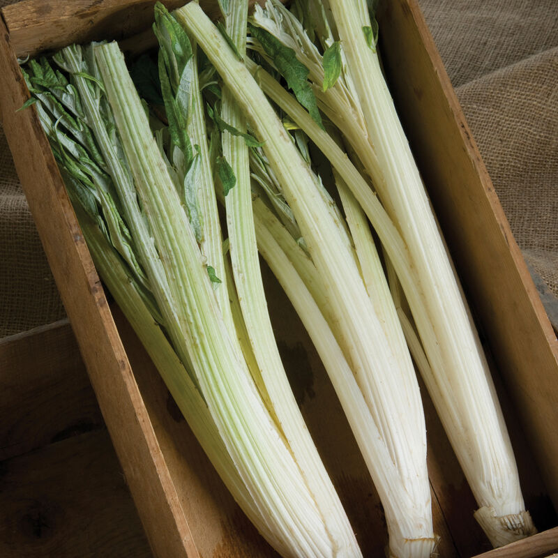 Cardoon