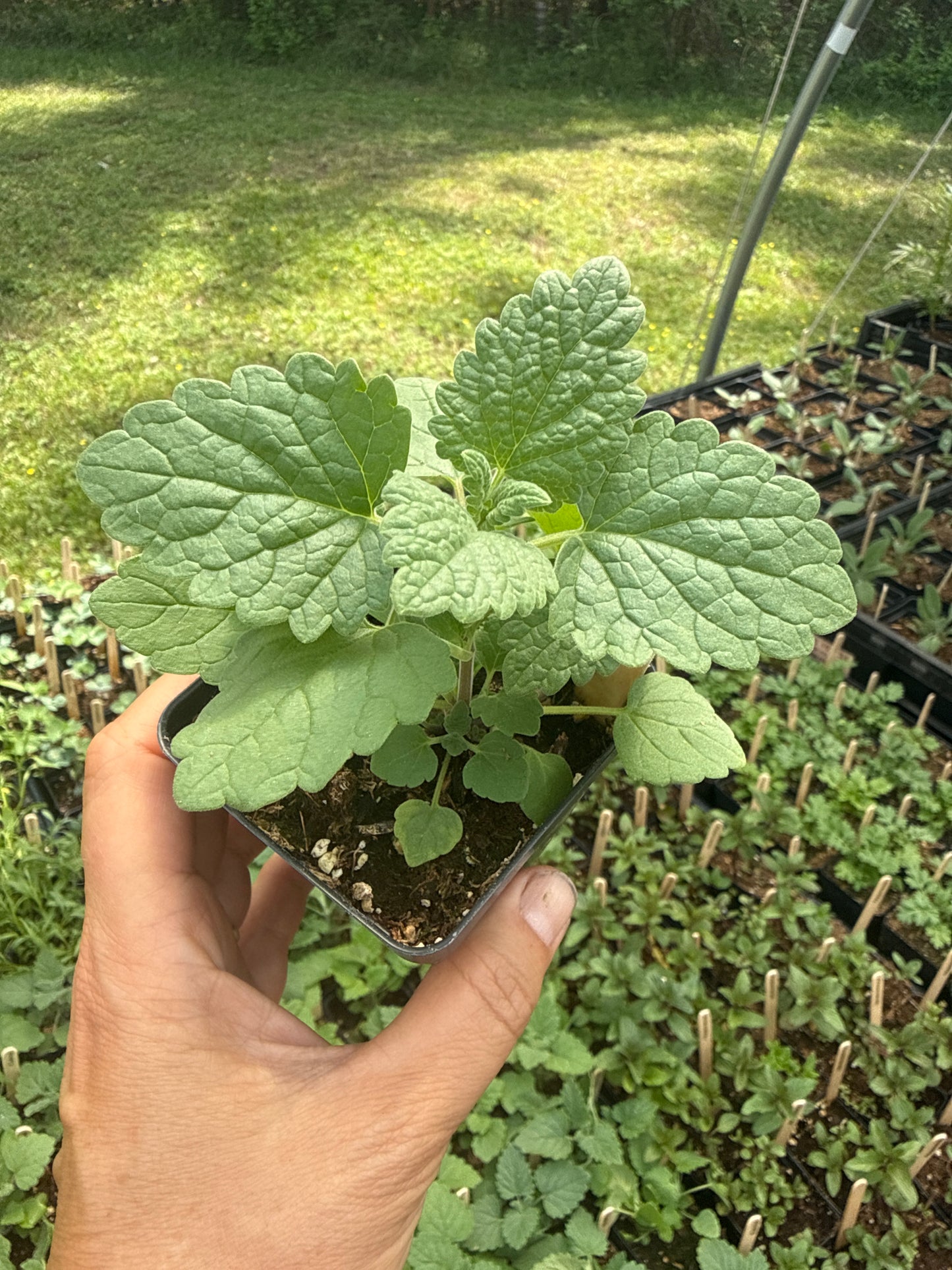 Catnip