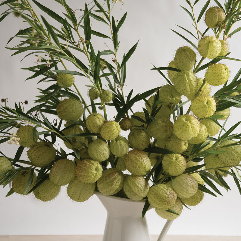 Oscar Milkweed