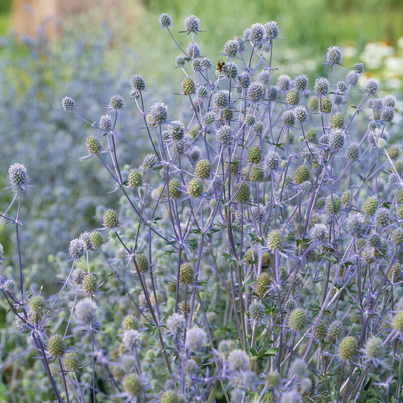 Blue Sea Holly