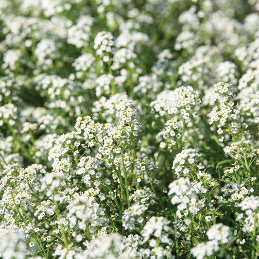 Alyssum