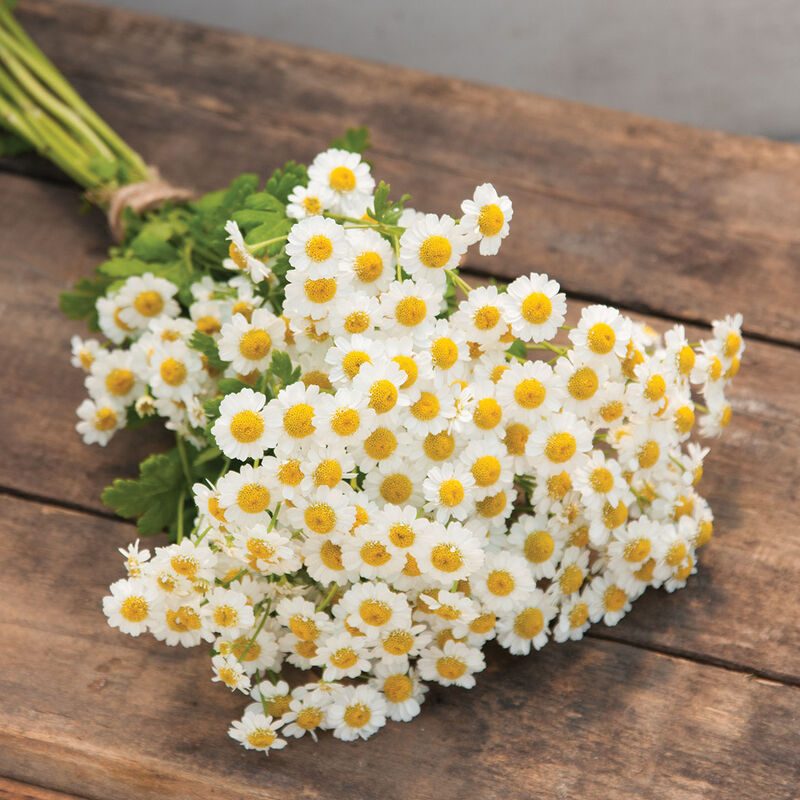 Magic Feverfew