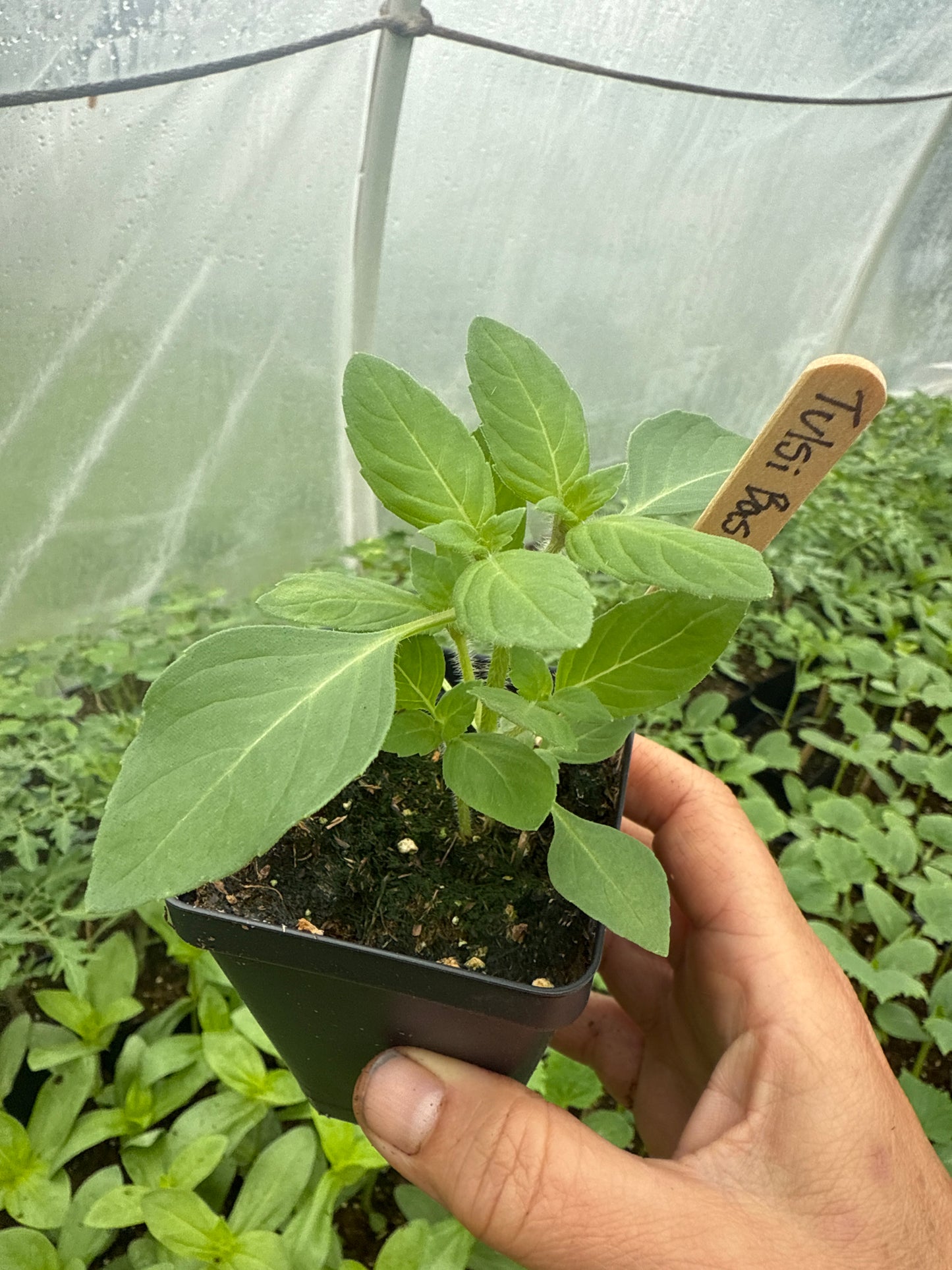 Holy Basil