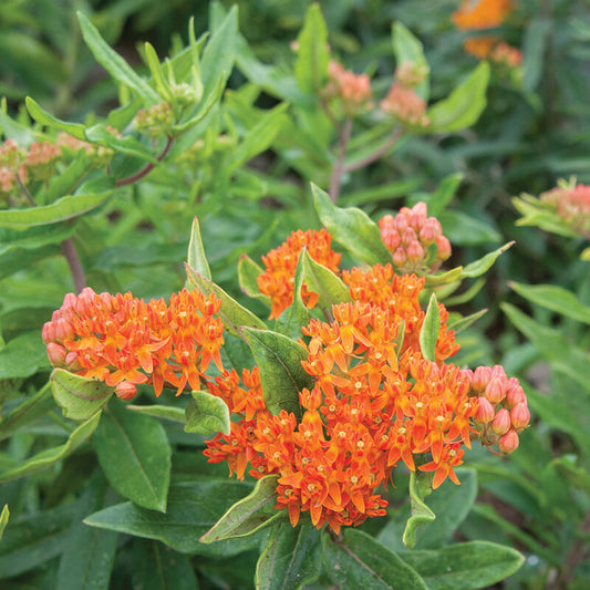 Milkweed Tuberosa