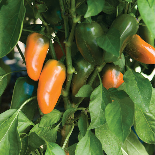 Lunch Box Orange Pepper