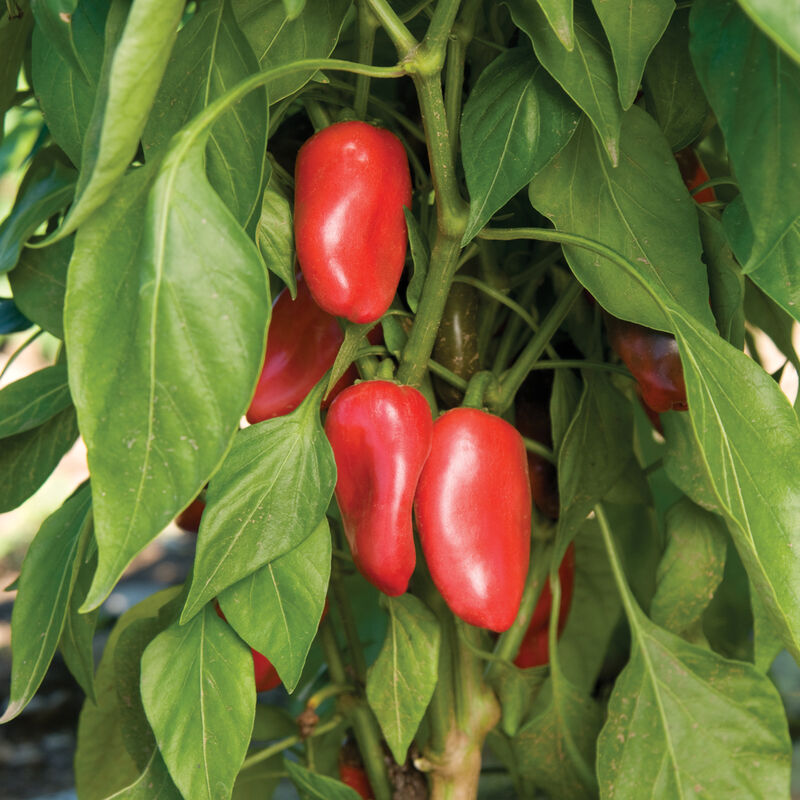 Lunch Box Red Pepper