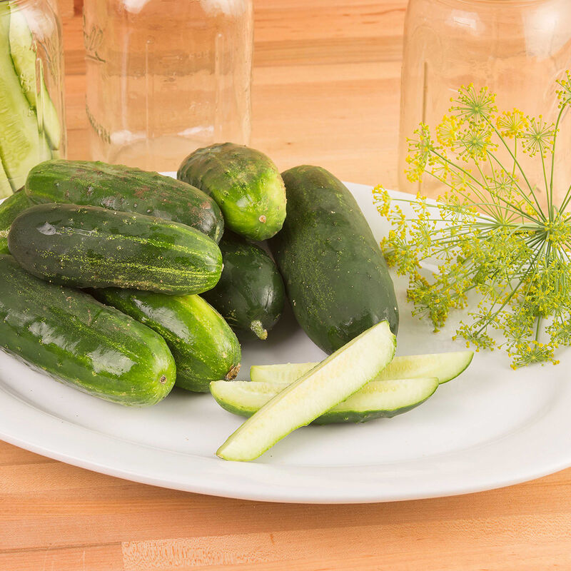 Max Pickling Cucumber