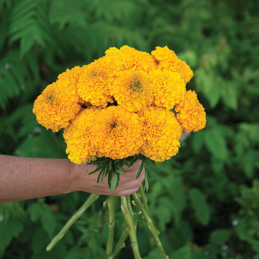 Coco Orange Marigold