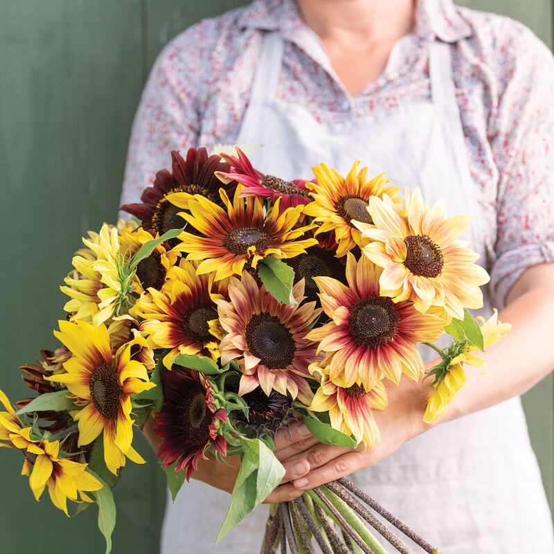 Daydream Sunflowers