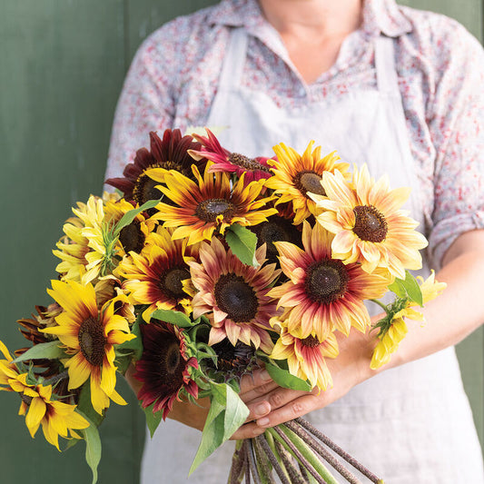 Daydream Sunflowers