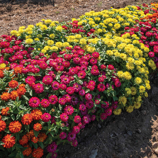 Double Zahara Zinnia
