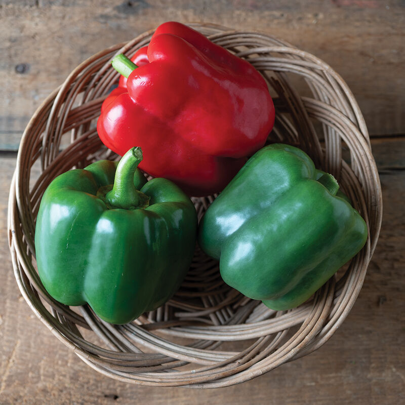 Autry Bell Pepper
