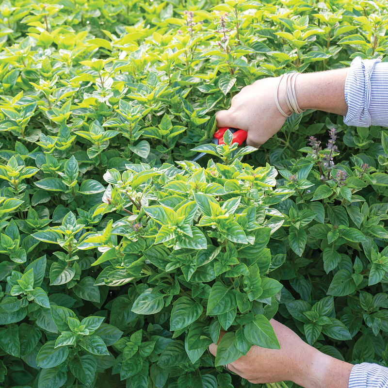 Lemon Basil