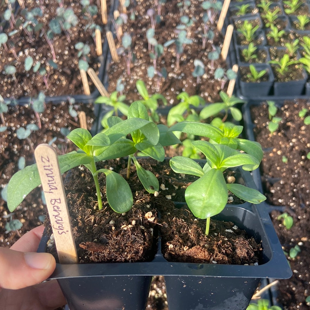 Benary’s Giant Mix Zinnia