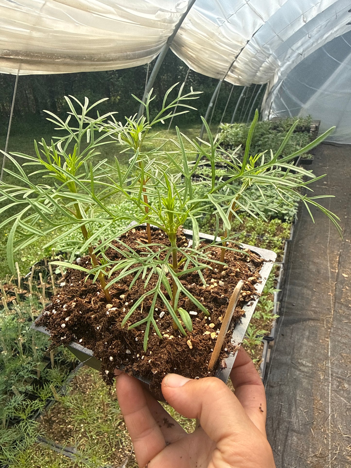 Rubenza Cosmos