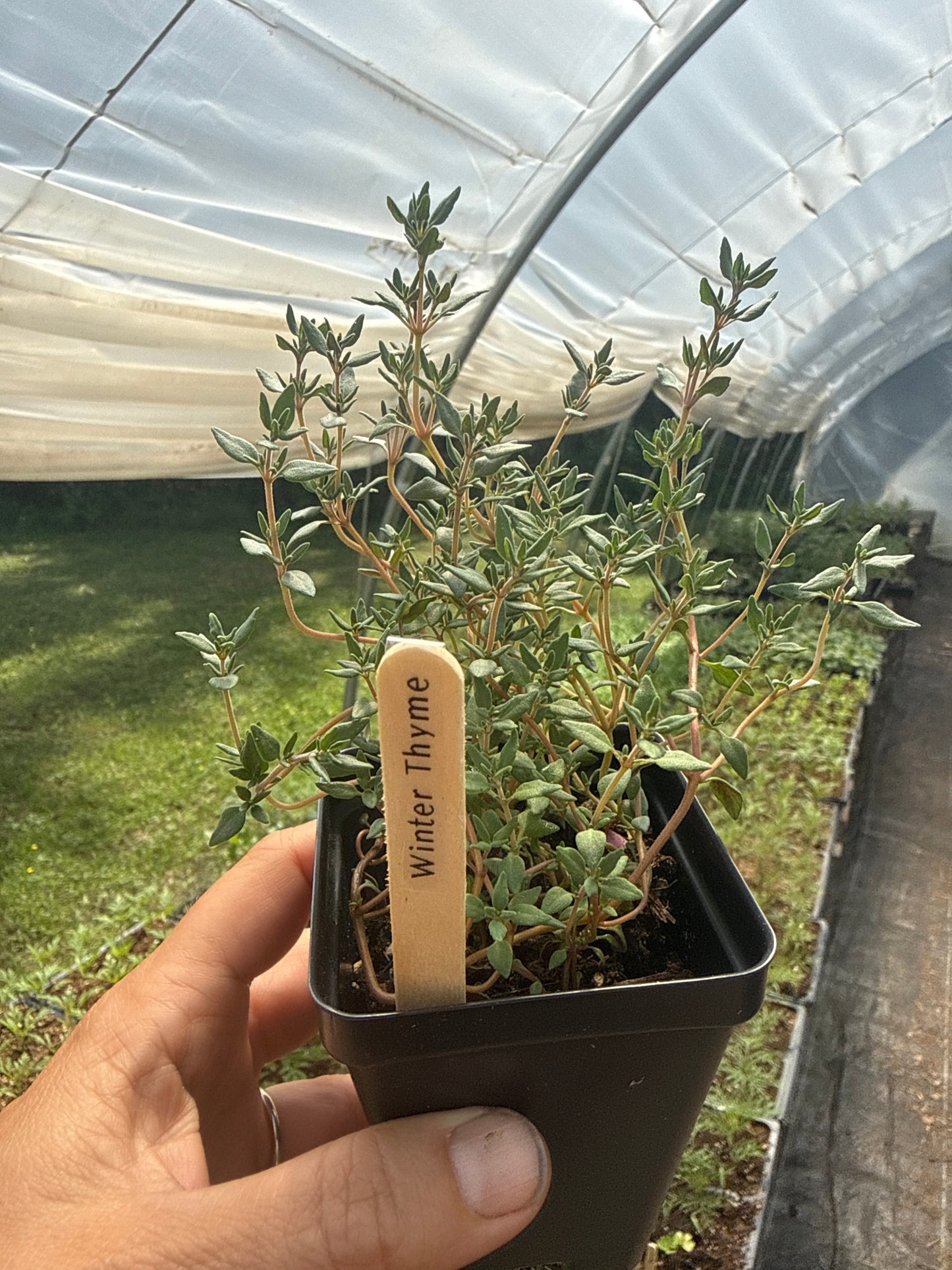 Winter Thyme