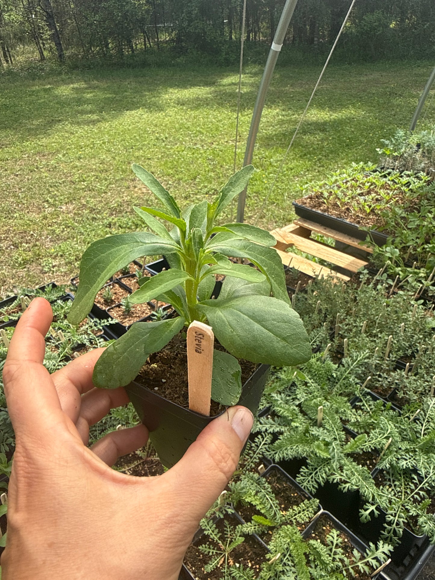 Stevia