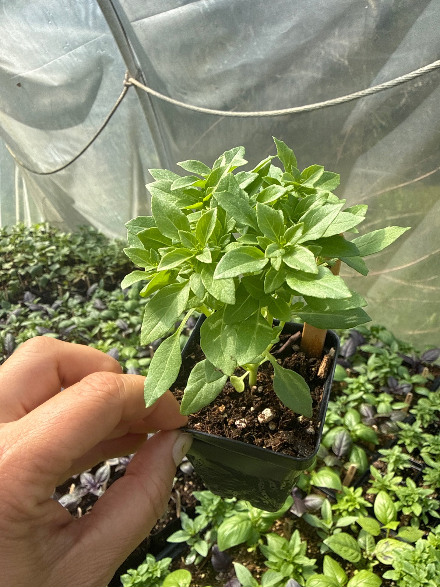 Bush Basil