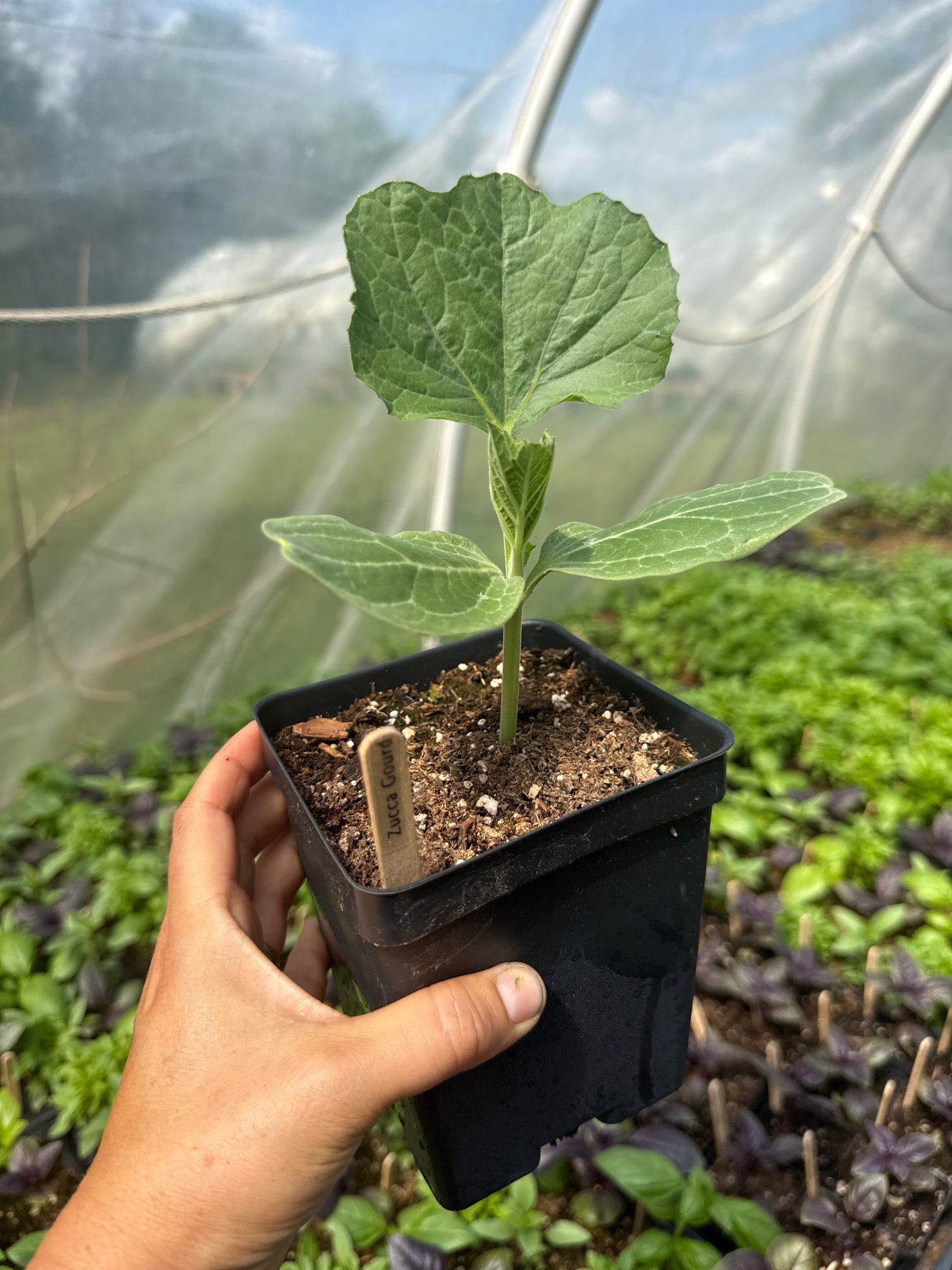 Zucca Giant Gourd