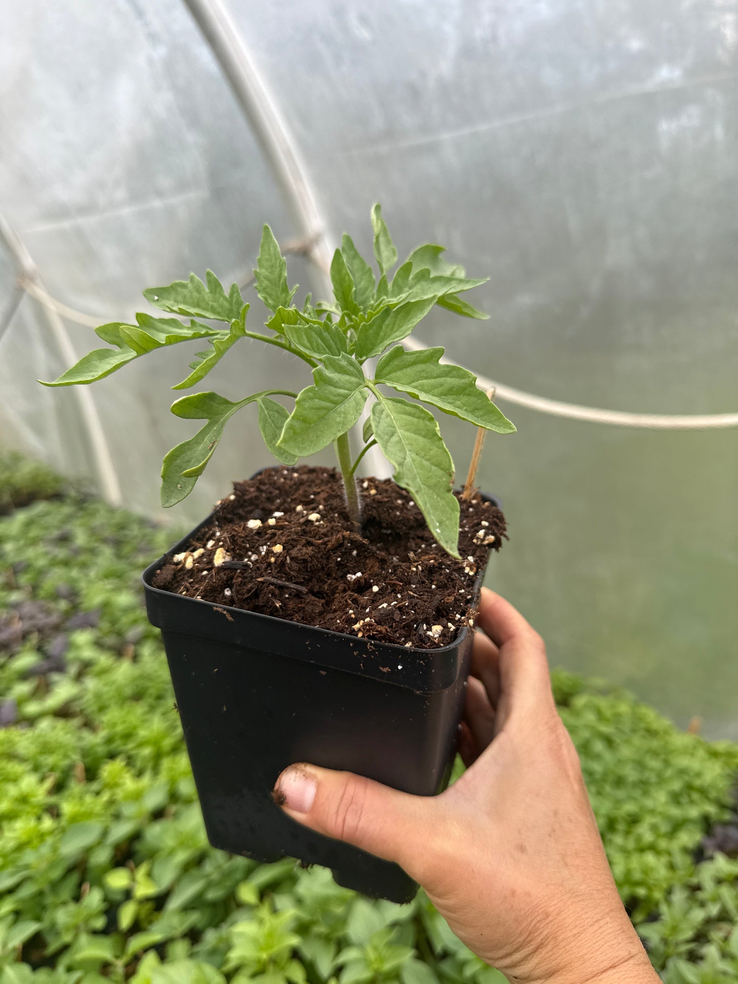 Cherokee Purple