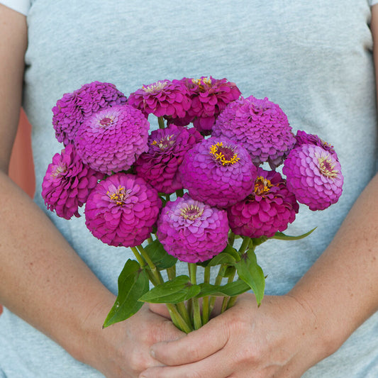 Oklahoma Carmine Zinnia