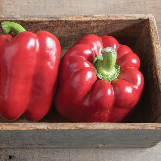 Red Bell Pepper