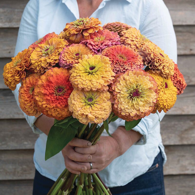 Aurora Zinnia