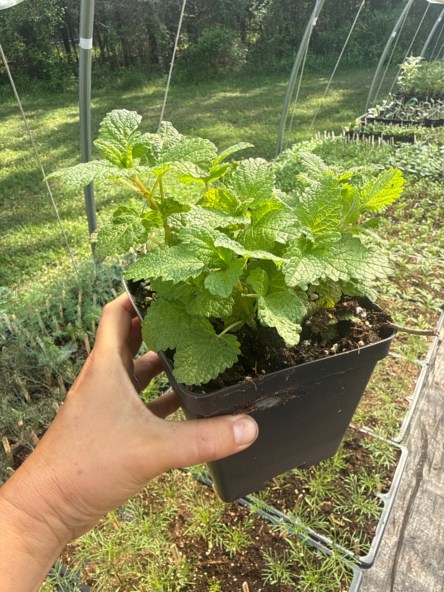 Lemon Balm