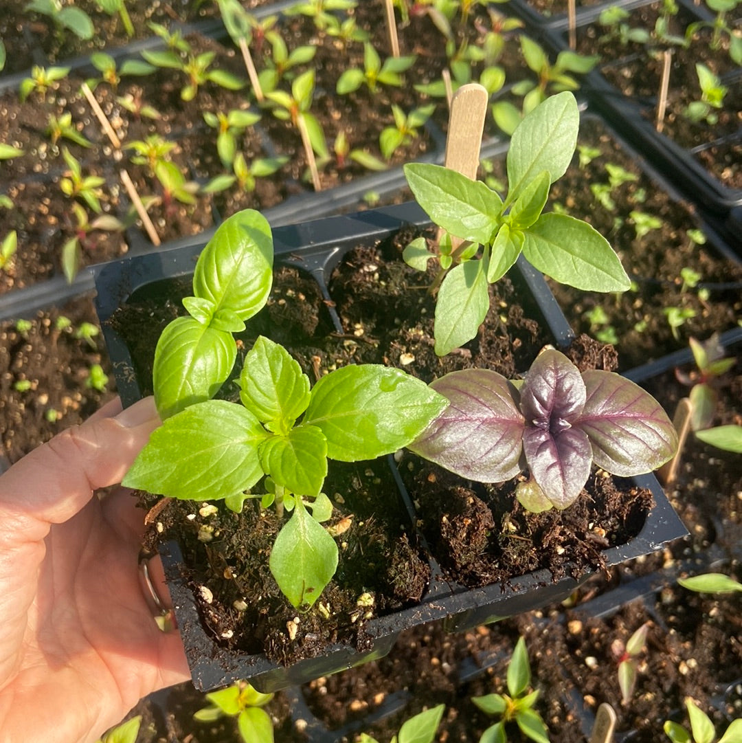 Basil Mix