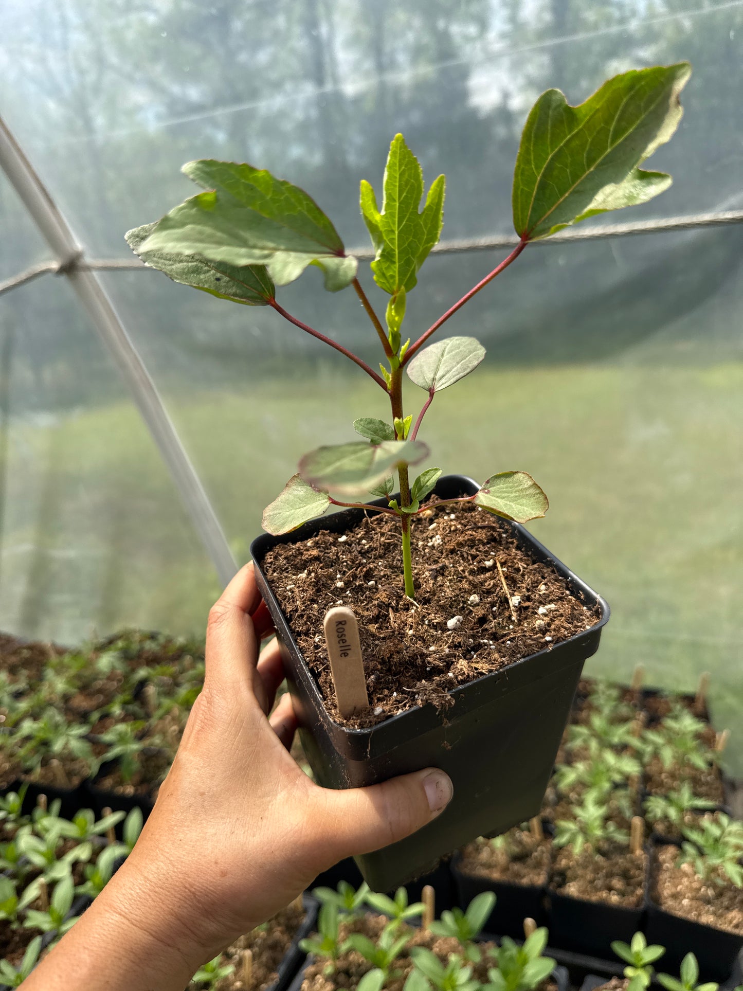 Roselle Hibiscus