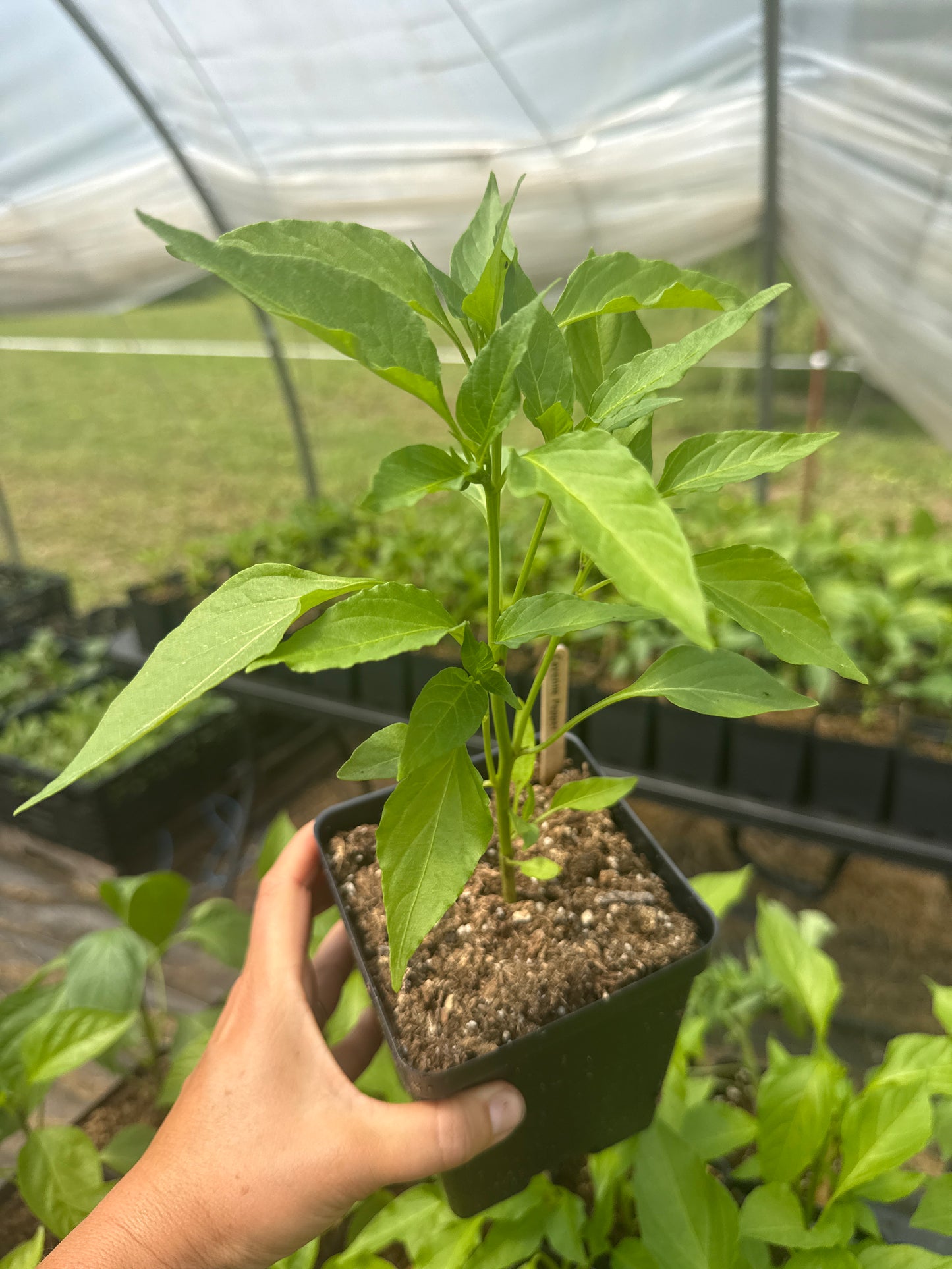 Cayenne Hot Pepper