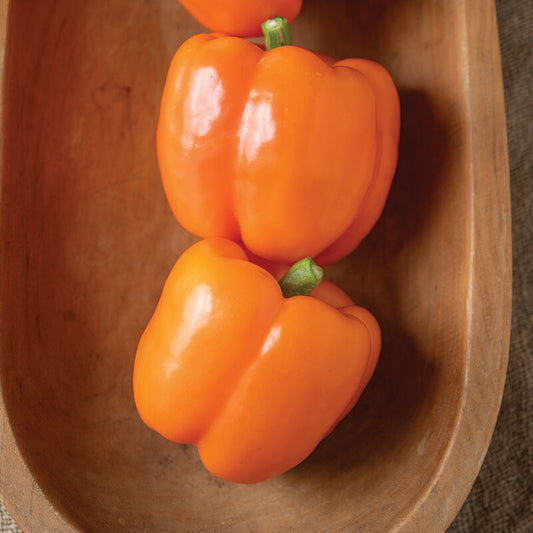 Orange Bell Pepper